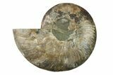 Cut & Polished Ammonite Fossil (Half) - Madagascar #341208-1
